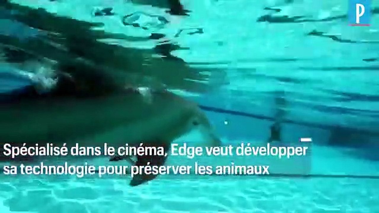 Robots dauphins