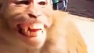 Monkey laughing Funny. Monyet tertawa lucu