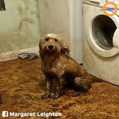 Elle rentre dans sa cuisine et découvre l'horreur provoqué par son chien