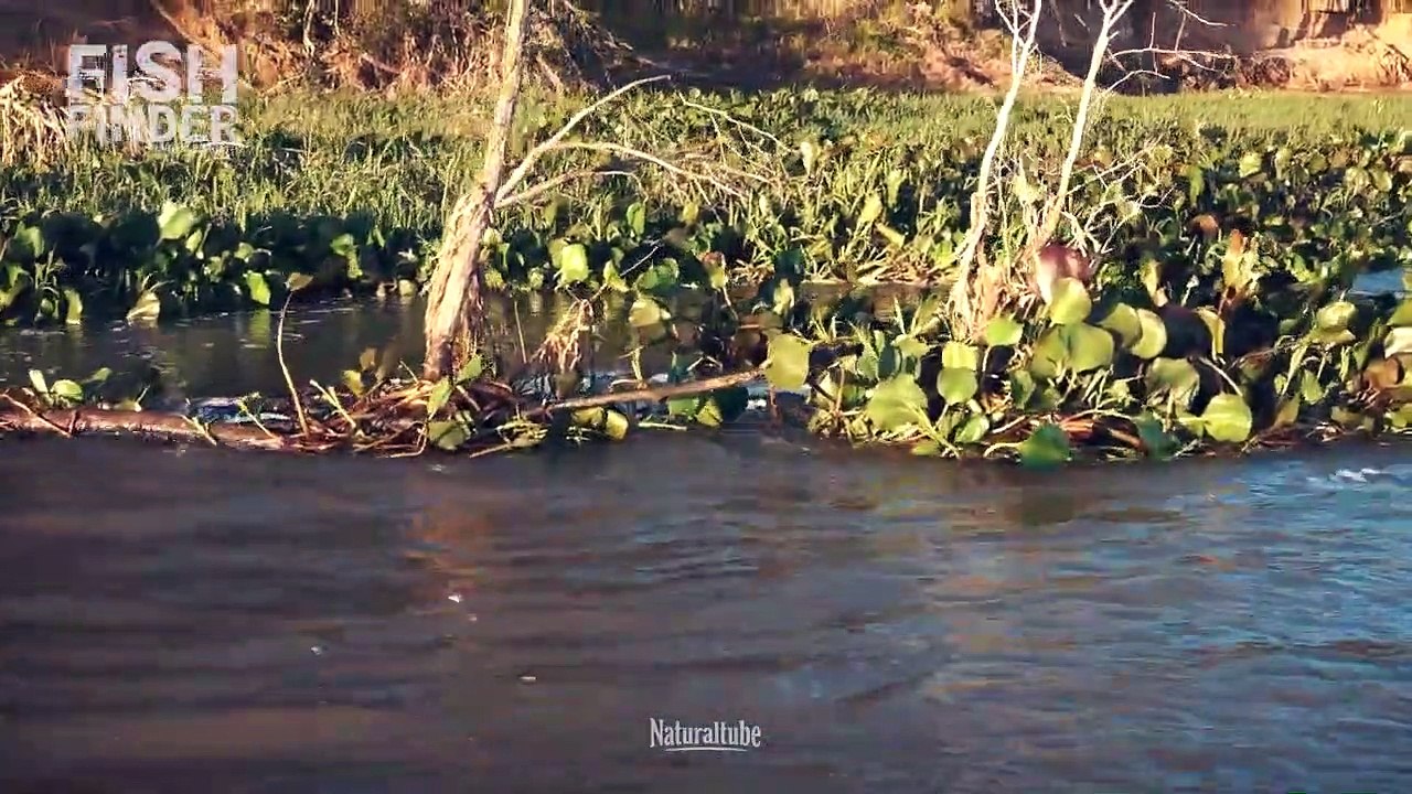 Pesca de dorados en palos - Programa Fish Finder con Marcos Borgatti