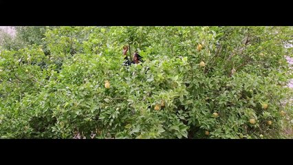 It Must Be Heaven - Trailer