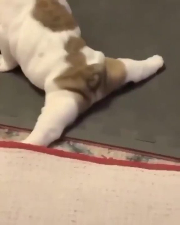 funny dog