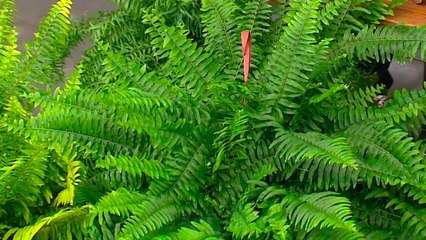 bd-consejos-para-cuidar-helechos-161020