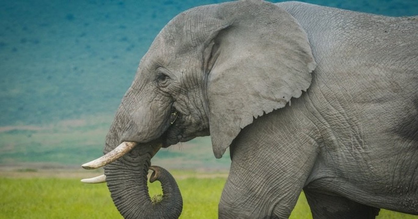 La Côte d'Ivoire déplore le « déclin généralisé et catastrophique » des éléphants de forêt