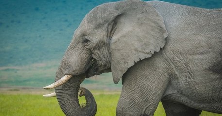 La Côte d'Ivoire déplore le « déclin généralisé et catastrophique » des éléphants de forêt