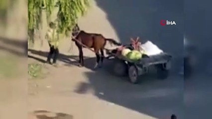 Yorgun düşen ata gitmesi için şiddet uyguladı