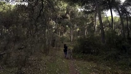 جمعية تقدم جلسات علاج "بالحمير" للطواقم الطبية في إسبانيا