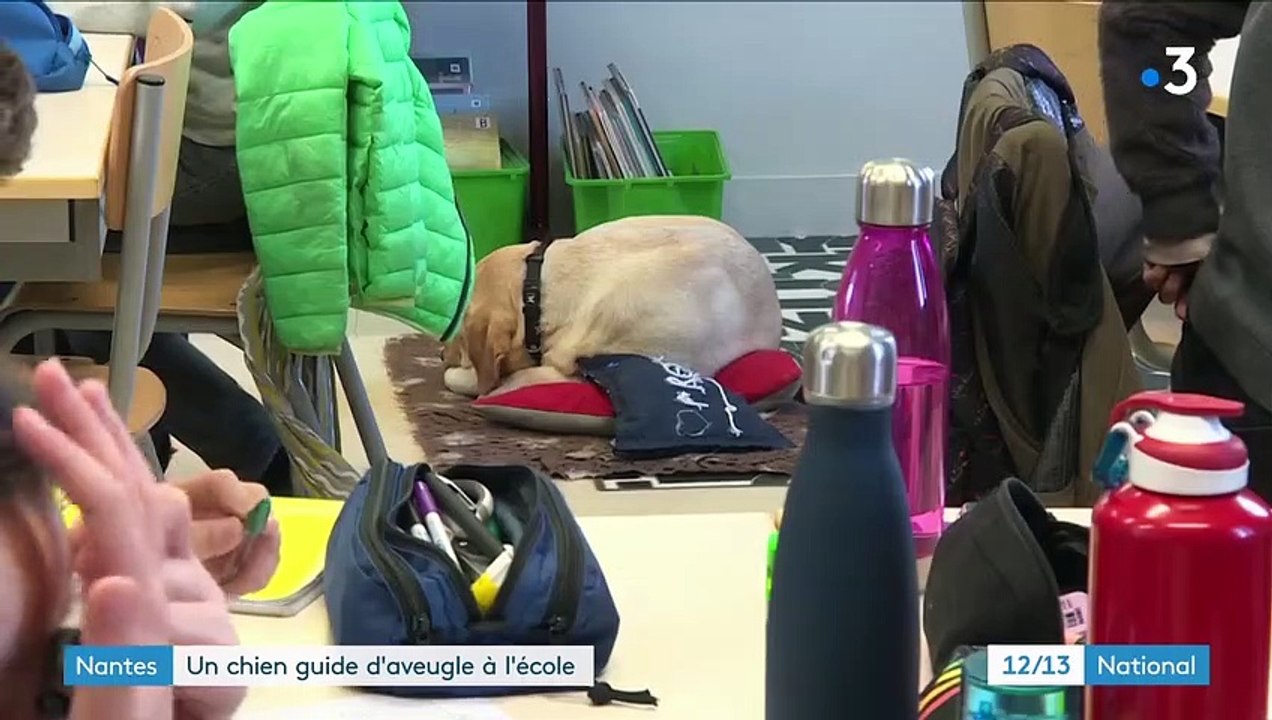 Chiens guides d'aveugles : le parcours d'un labrador à Nantes