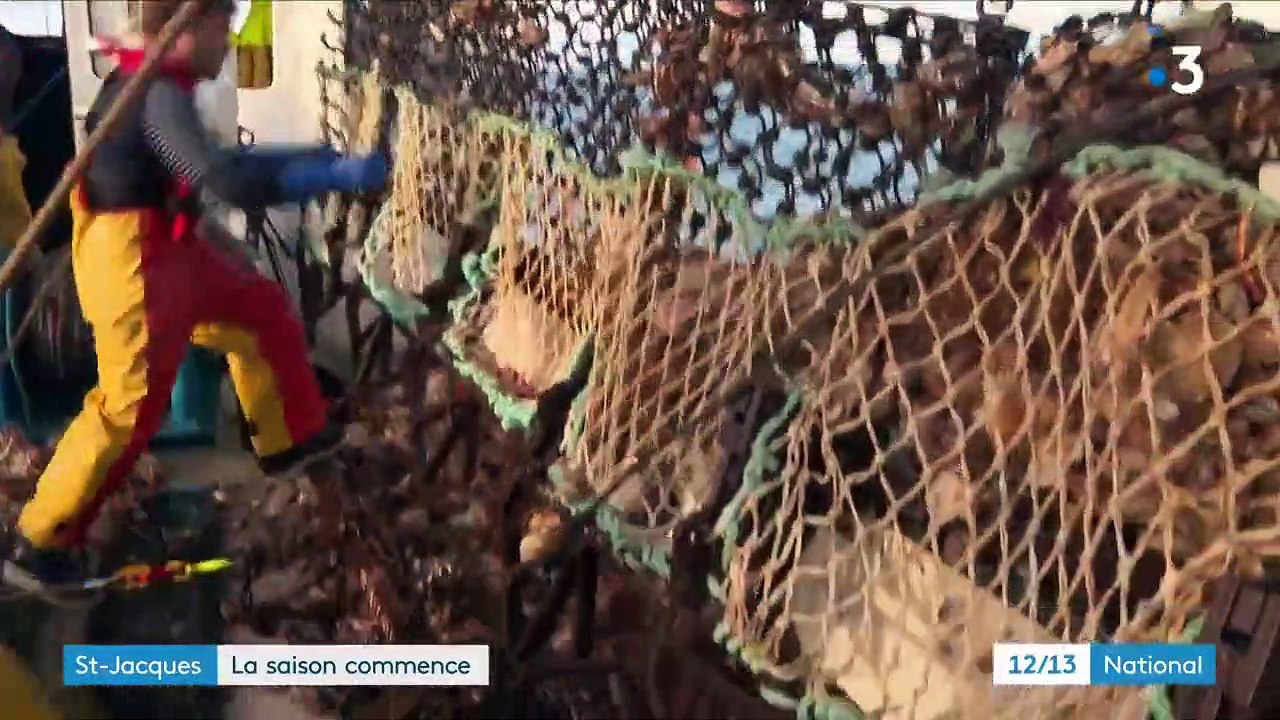 Pêche : coup d'envoi de la saison des coquilles Saint-Jacques