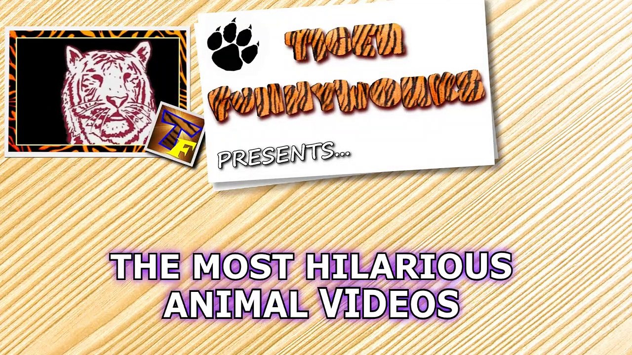 You will LAUGH SO HARD that YOU WILL FAINT - FUNNY CAT compilation