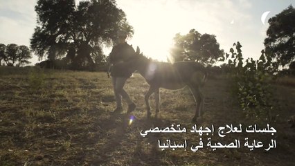 "الدكتور حمار" يعالج متخصصي الرعاية الصحية في إسبانيا من إجهاد كورونا