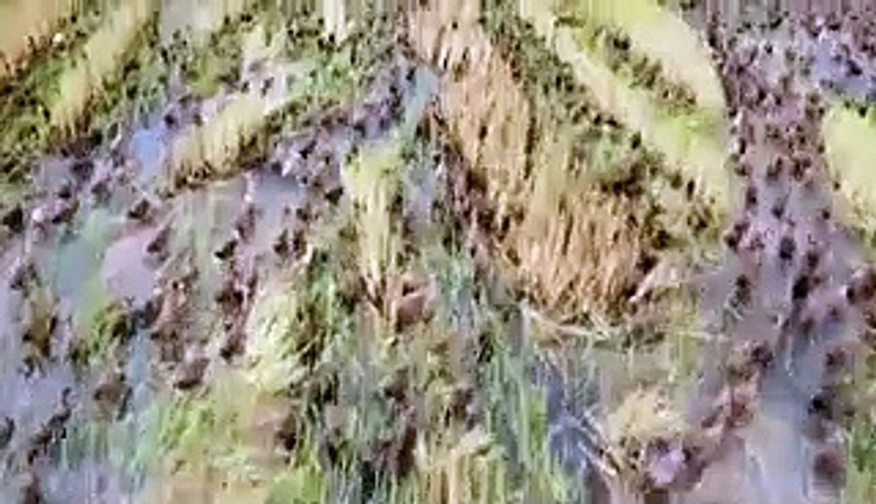 How farmers in Thailand are using armies of 10,000 ducks to keep rice paddies pest-free