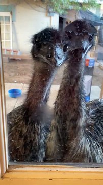 Emus at the Door