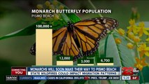 Monarchs will soon make their way to Pismo Beach