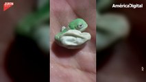 El tierno nacimiento de un camaleón bebé directamente desde el huevo