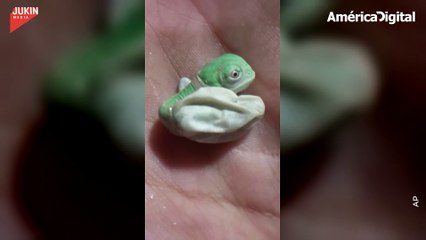 El tierno nacimiento de un camaleón bebé directamente desde el huevo