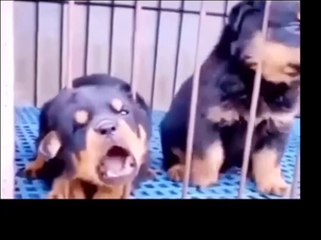 the three puppies are so adorable