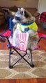 Orphaned Raccoon Enjoys Snacks in Cute Outfits