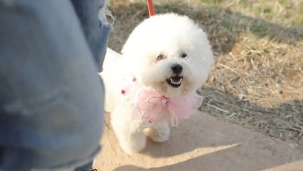 "나는 초보 견주"...꼭 알아야 할 반려견 꿀팁 / YTN