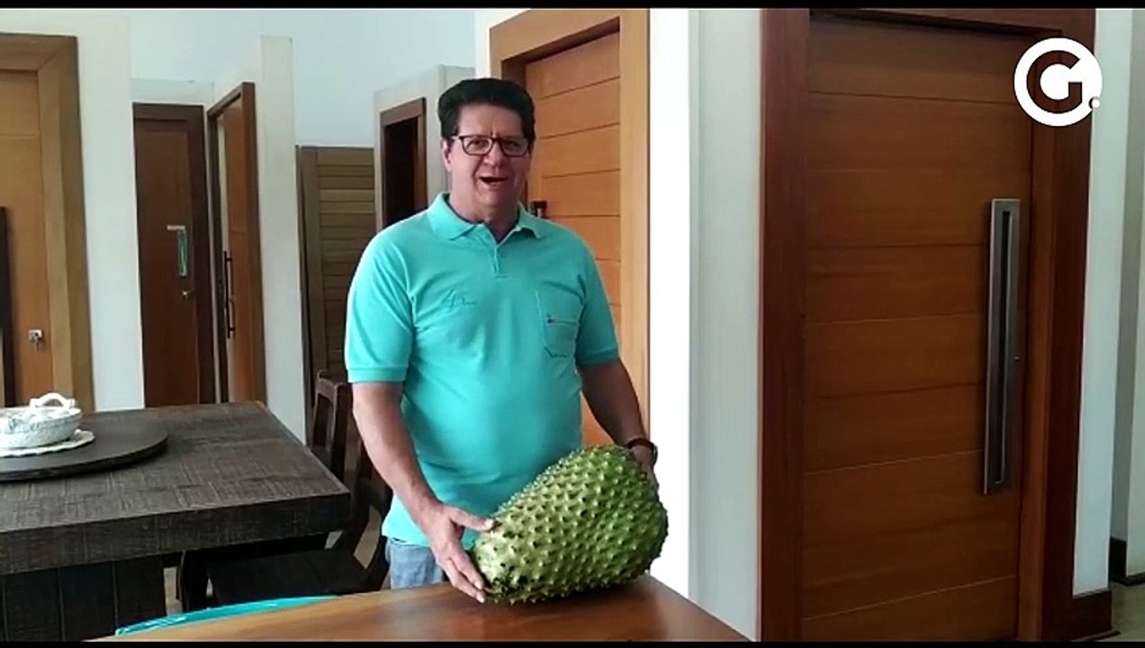 Empresário colhe graviola com mais de 11kg