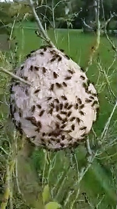 Ce nid de frelons asiatiques est impressionnant