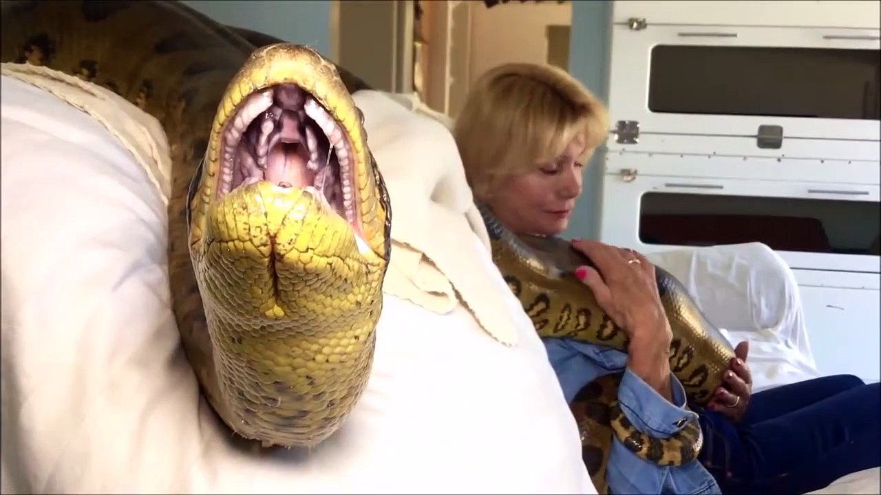 Elle vit avec un anaconda géant chez elle. Animal encombrant
