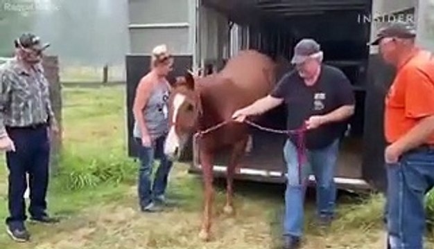 Wildfires have killed an estimated 600 jaguars in Brazil's Pantanal wetlands. Vets are using stem cells to treat injured cats.