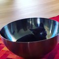 Kitten Jumps In And Out Of Salad Bowl And Plays With It
