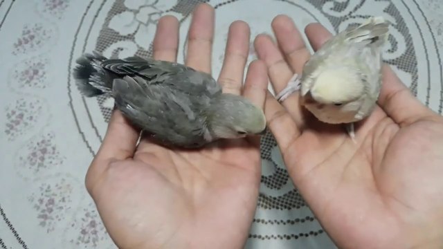 Cerelac Formula for African lovebirds - Vlog#8