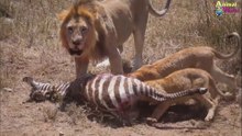 How Strongest Self-Defense Skill is - Make a Fearful Lion Shiver So Much