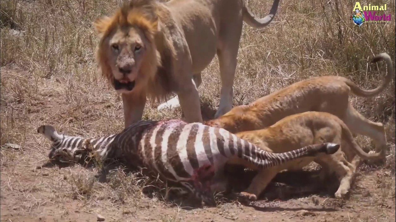 How Strongest Self-Defense Skill is - Make a Fearful Lion Shiver So Much