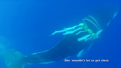 Tangled Mother Humpback Whale Needs Help