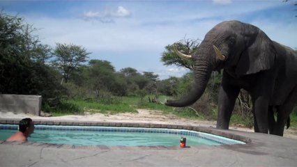 Elephant crashes the pool party