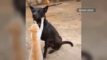 10 Menit Video Tingkah Lucu Kucing Bikin Ketawa Ngakak #4