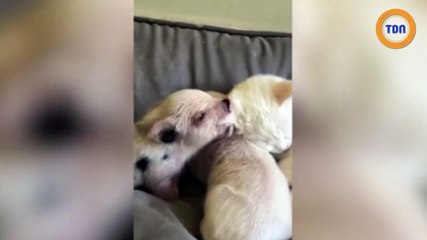 Un chat a adopté 3 bébés porcelets