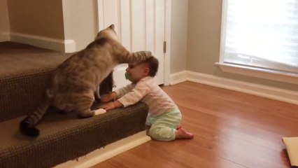 Baby and Cat Fun and Fails - Funny Baby Video