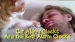 Cat Alarm Clocks - Funny Compilation