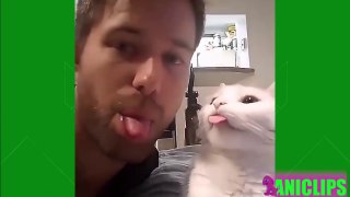 Cats Doing Funny & Cute Things 2018  Funny Cat Vines compilation