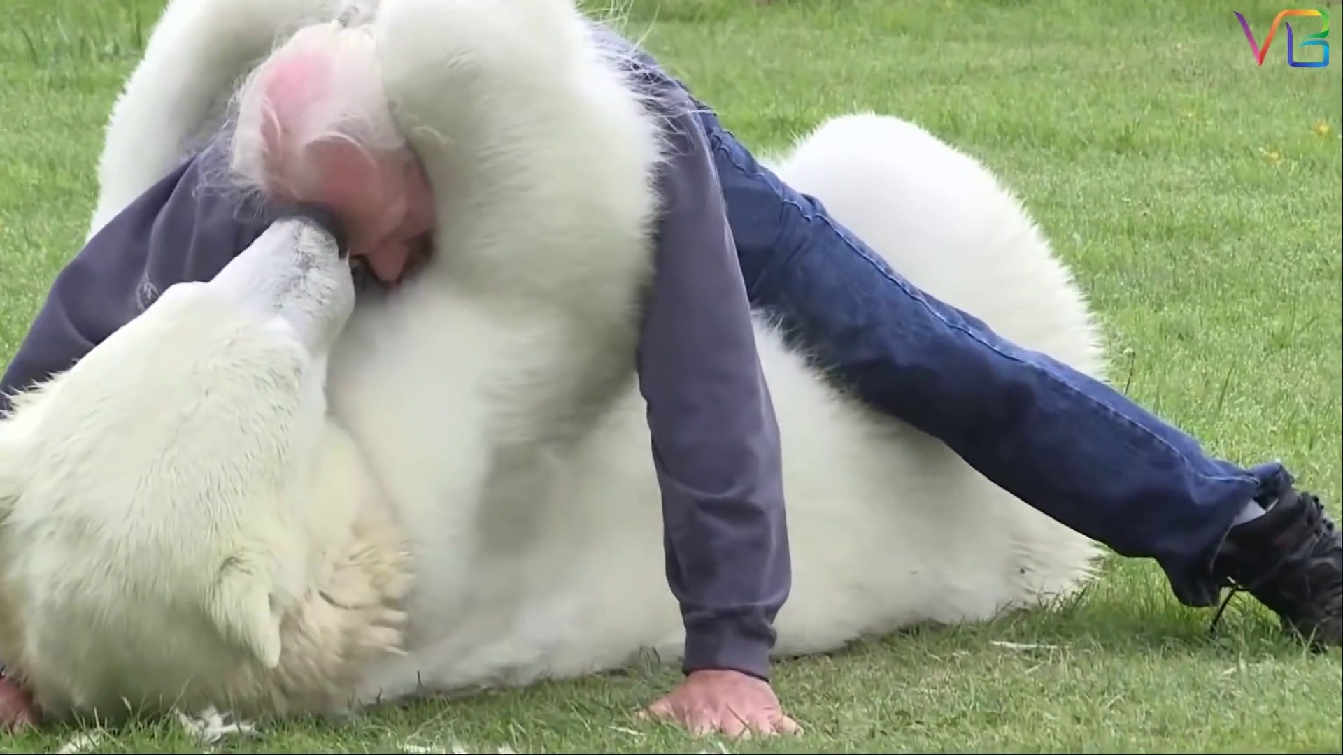 ⁣Friendly Dangerous Animals as Pets - Unusual Animals