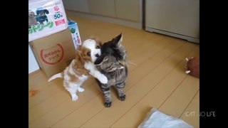 Funny Cats and Dogs Compilation