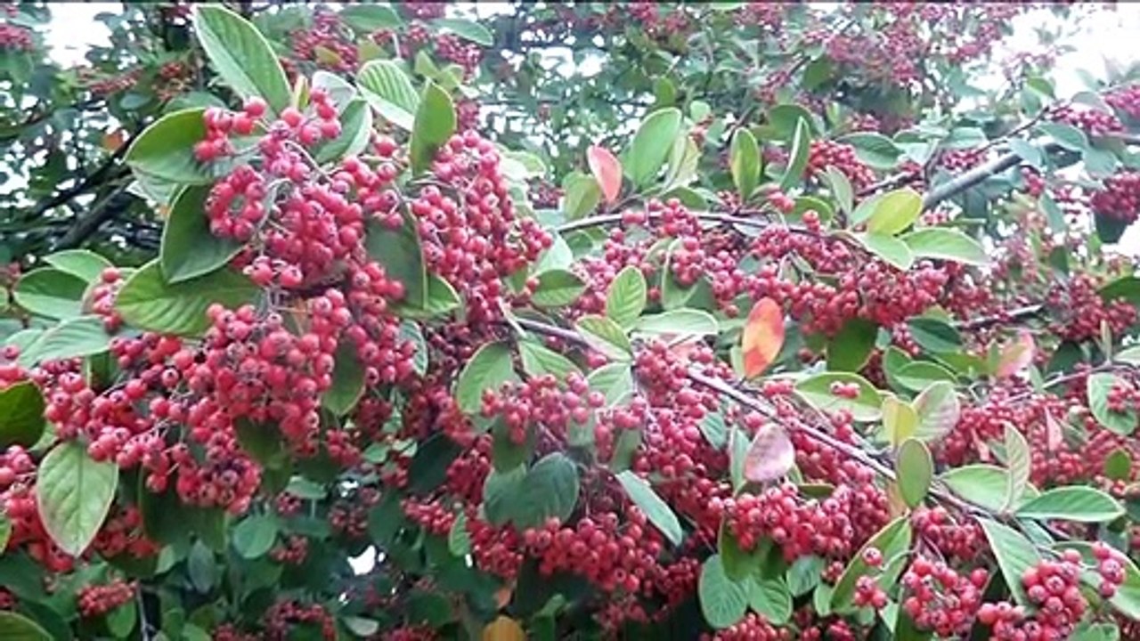 2020-10-MARAIS DE BOURGES
