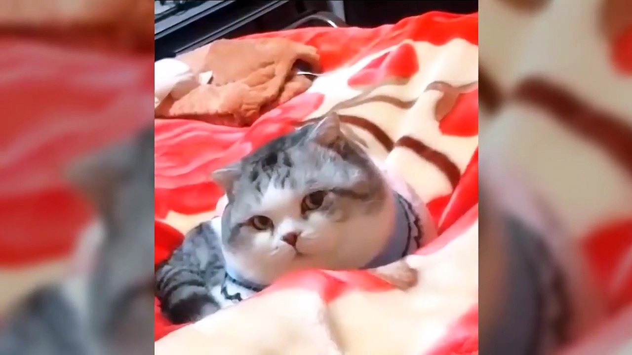 Funny & Cute Cats Compilation