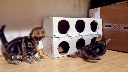 Cute Kittens playing a Box ( homemade free toy )