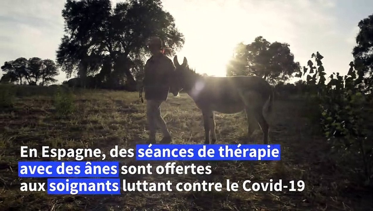 En Espagne, des ânes pour soulager le stress des soignants