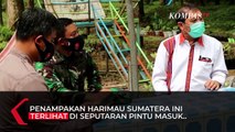 Penampakan Sosok Harimau Sumatera di Pendakian, Gunung Sibayak Ditutup Sementara