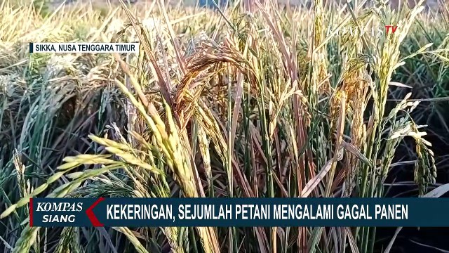 Petani Gagal Panen dan Krisis Air Bersih Terjadi di Sikka NTT
