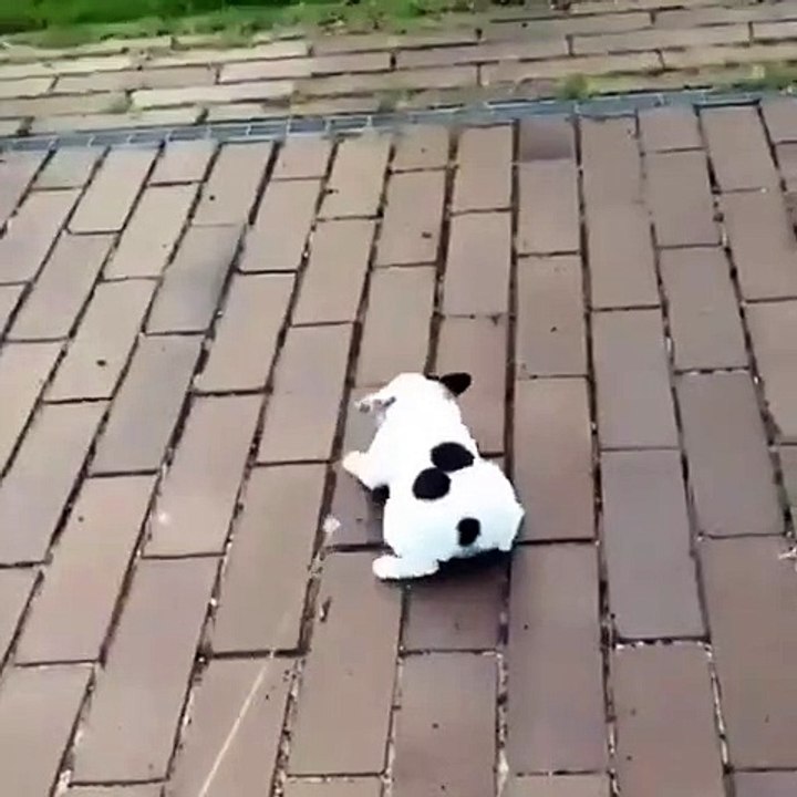 French Bulldog Puppy Crawl - Stella The Frenchie