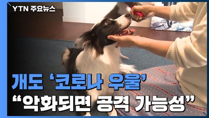 "개도 '코로나 우울'...악화되면 공격 가능성" / YTN