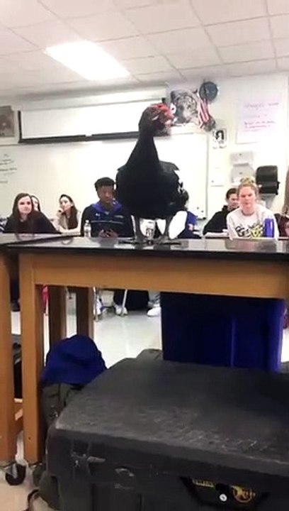 Damn zoos getting into classrooms