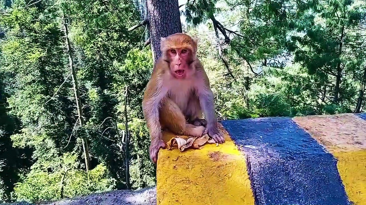 A Baboon attacked me